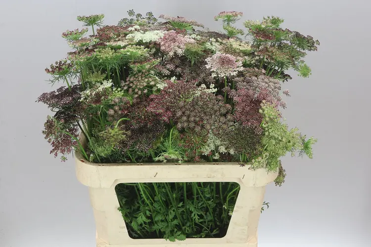 Ammi Daucus Carota Dara 80 cm