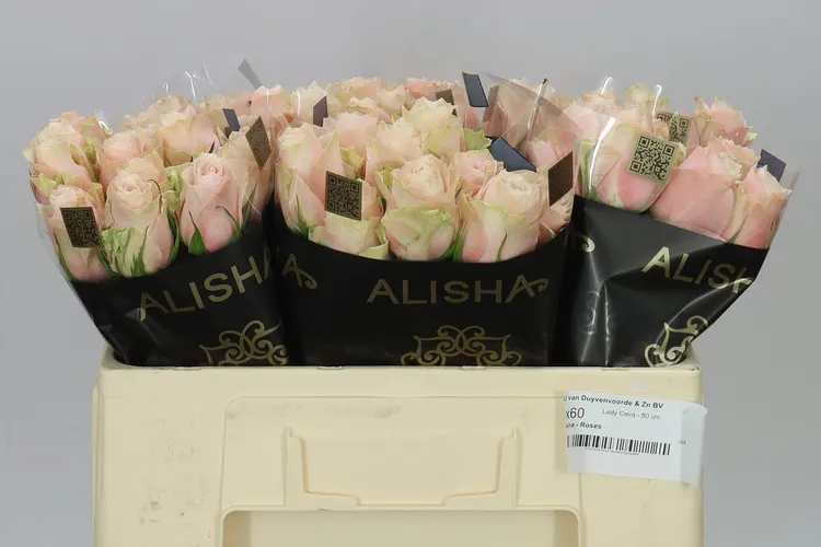 Rosa Gr Lady Cava 50 cm