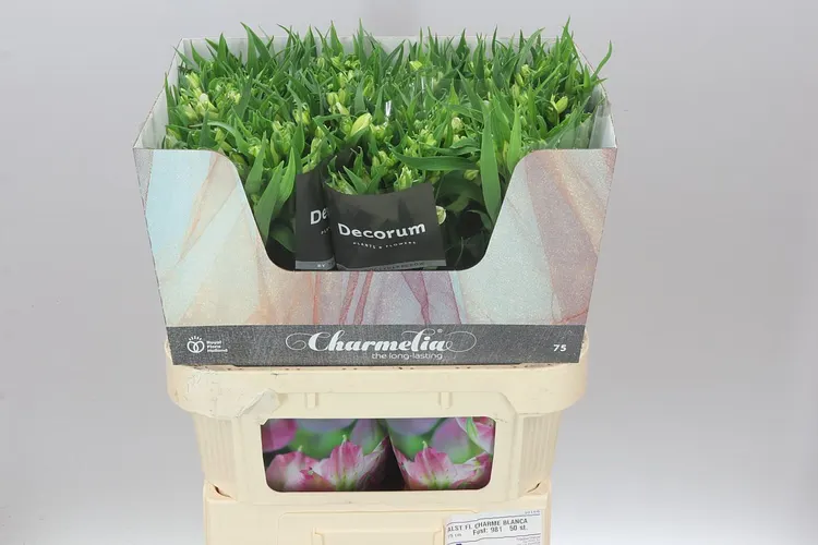 Alstro Charm Blanc 75 cm