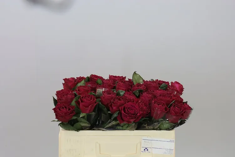 Ruža Venturoso 50 cm