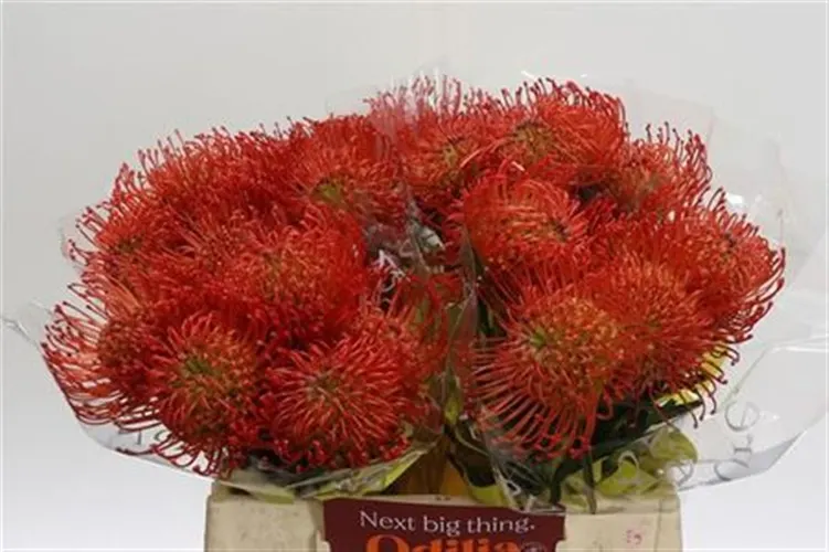 Leucospermum Succession 40 cm