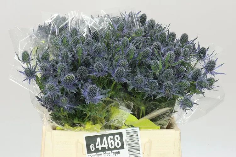 Eryngium Blue Lagoon 40 cm