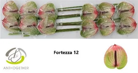 Anth Fortezza