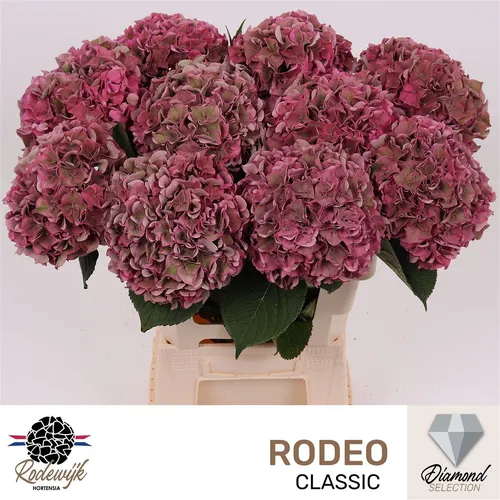 Hyd Rodeo Cerise Classic 60 cm