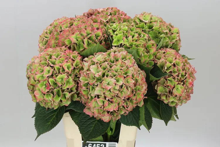 Hyd Rodeo Classic 60 cm