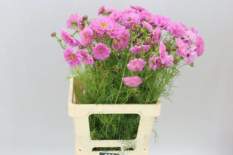 Cosmos Dark Pink A2 60 cm