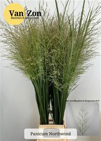 Panicum Vi Northwind 120 cm