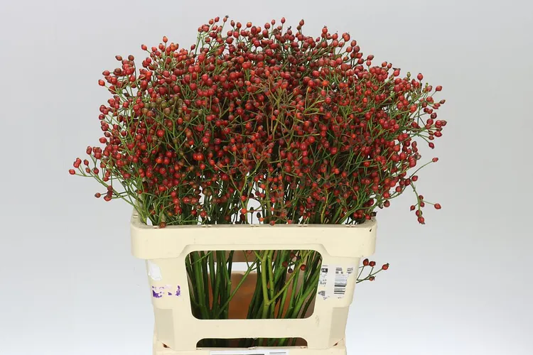 Rozenbottel Mag Red Cascade 60 cm