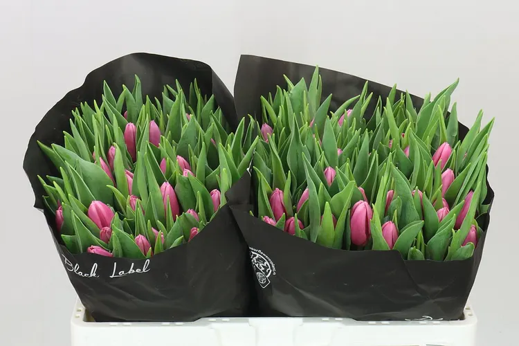 Tulipán jednoduchý Sirikit 37 cm