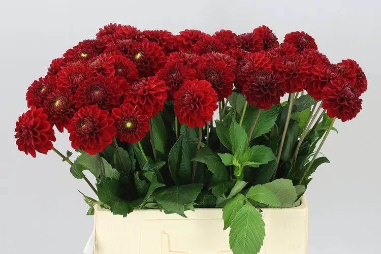Dahlia Red Fox Ex 60 cm
