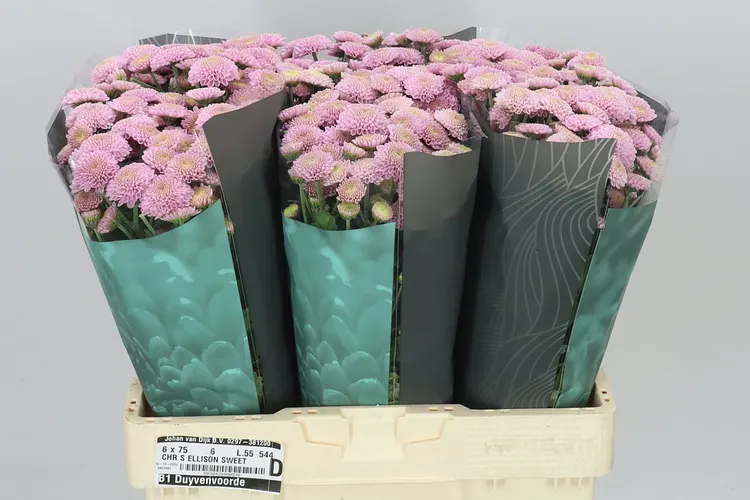 Chryzantéma santini Ellison Sweet 55 cm