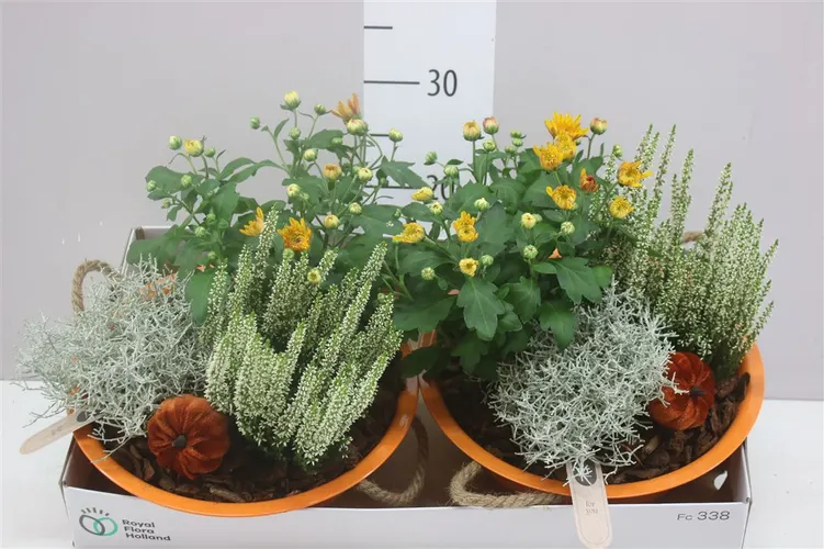Arr Tuinplanten In Zink Oranje črepník 29 cm