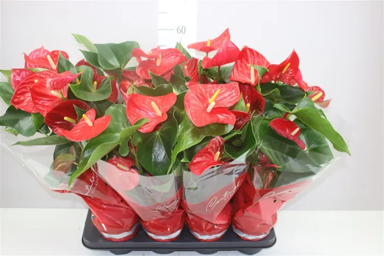 Anth An Casparo Red črepník 14 cm