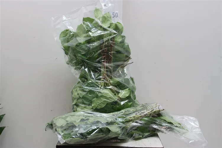 Salal Baby Vacuum X5 35 cm