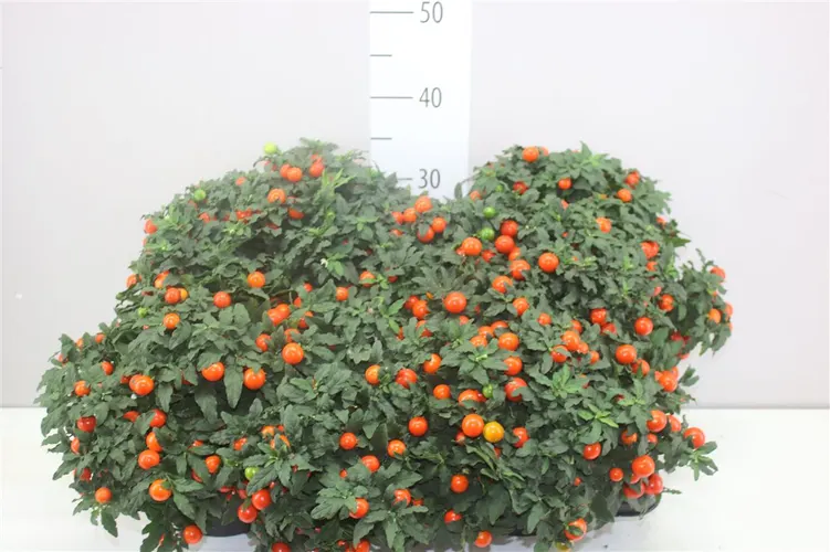 Solanum Mandarin črepník 17 cm