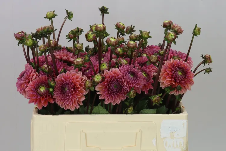 Dahlia Daisy Duke 50 cm