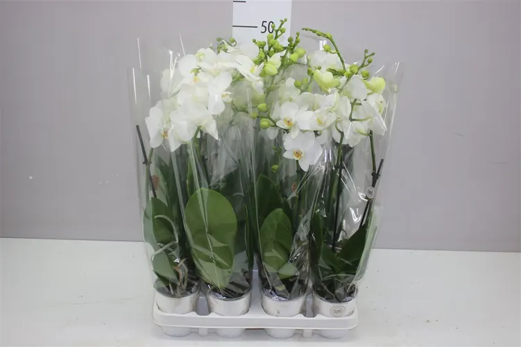 Phal Midi Wit 2 Tak črepník 9 cm