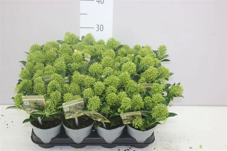 Skimmia White Dwarf 5+bloem črepník 10 cm