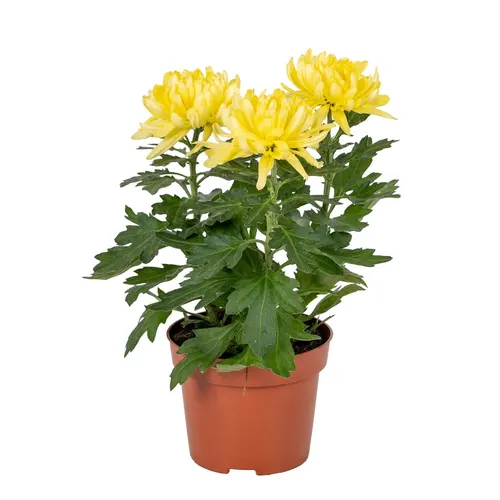 Chrysant Cosmo Compact Geel črepník 12 cm