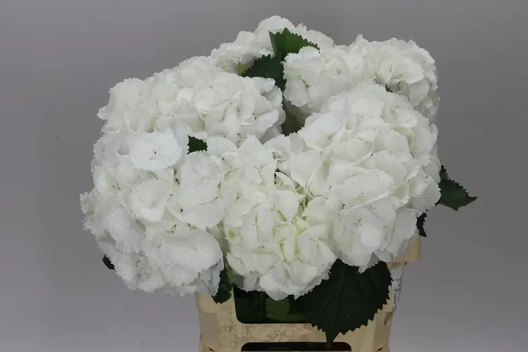 Hydrangea Schneeball 60 cm