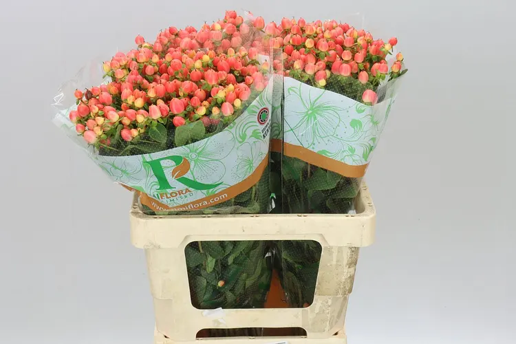 Hyp Mag Royal Princess 60 cm