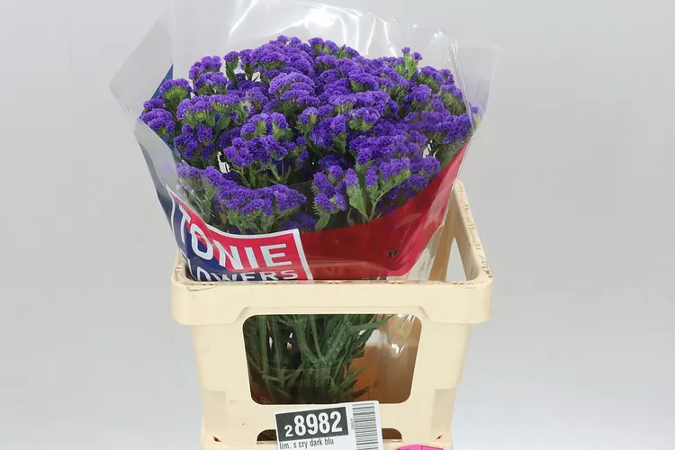 Lim. S Cry Dark Blue 60 cm