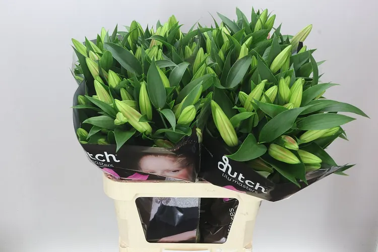 Lil Or Tabledance 85 cm