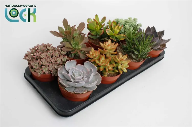 Succulenten Mix Uk črepník 12 cm