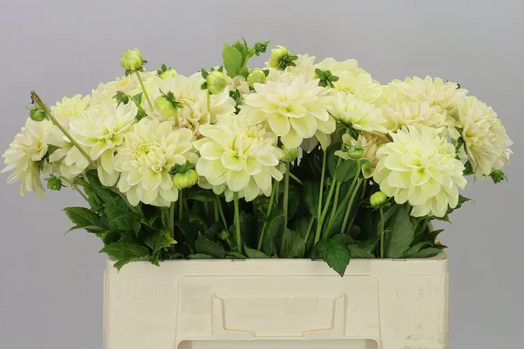 Dahlia Champagne 50 cm