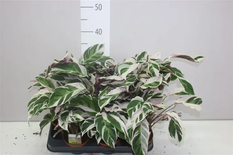 Calathea Fusion White črepník 10,5 cm
