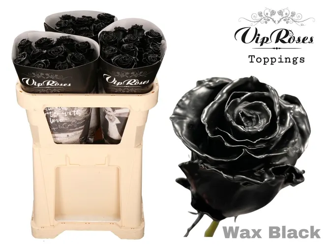 Ruža Wax Black X30 998 70 cm