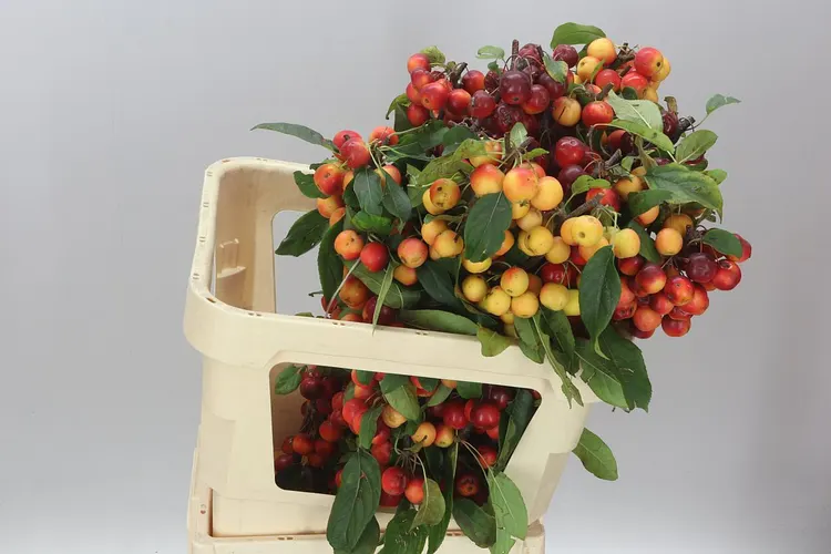 Malus Gorgeous Super 80 cm