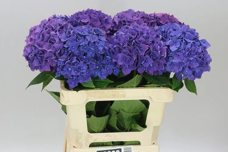 Hortenzia Rodeo Purple 60 cm