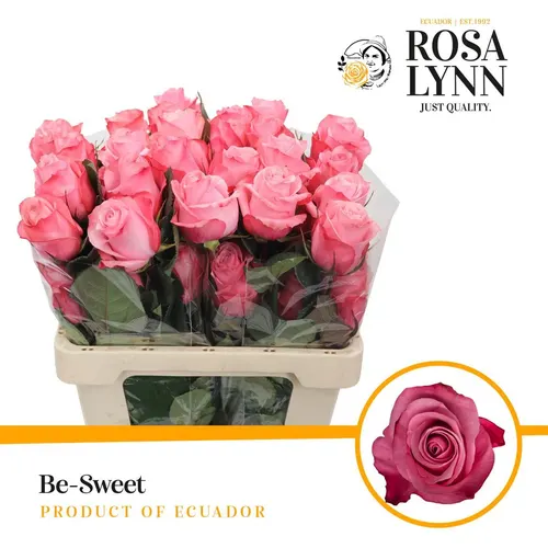 Rosa Gr Ec Be Sweet 50 cm