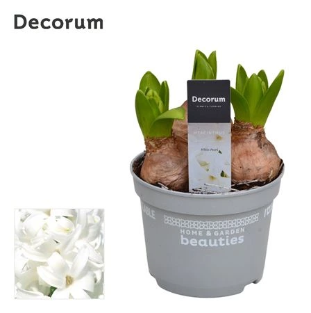 Hyacinth White Pearl 3pp črepník 12 cm