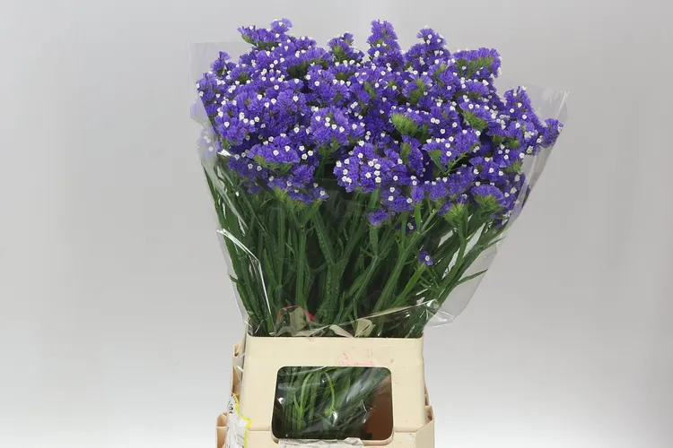 Lim. S Blue Holland 75 cm