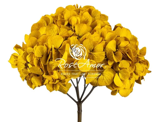 Stabilizovaná hortenzia XL, žltá YEL03