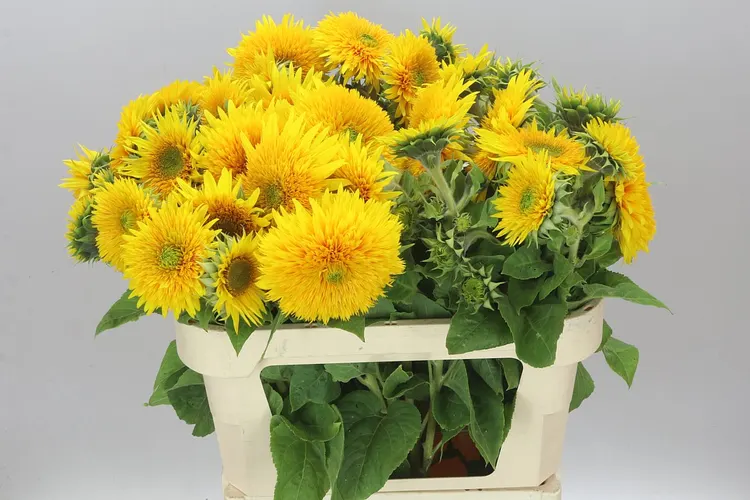 Helianthus A Sun King 80 cm