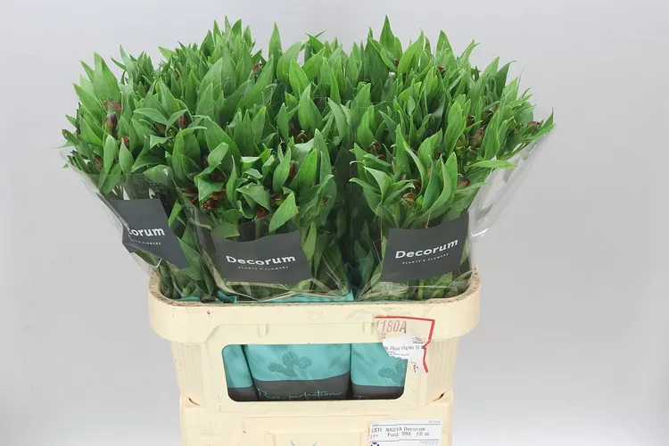 Alstro Nadya Xl 75 cm