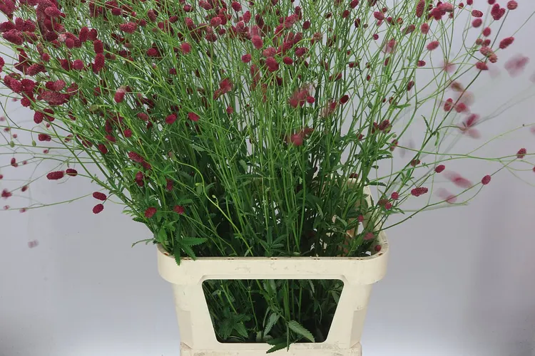 Sanguisorba Off Arnhem 110 cm