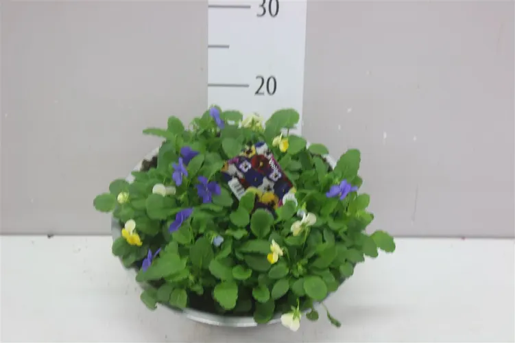 Viola Cornuta Gemengd In Zink črepník 29 cm