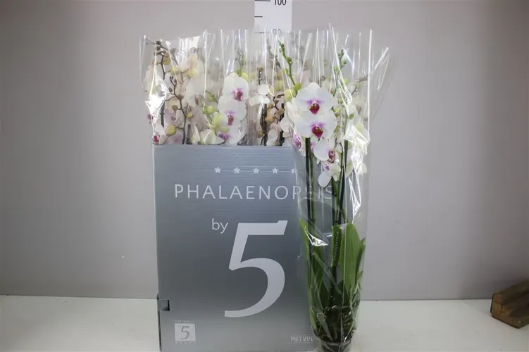 Orchidea Phalaenopsis Red Lips Xl, 3 výhony črepník 12 cm