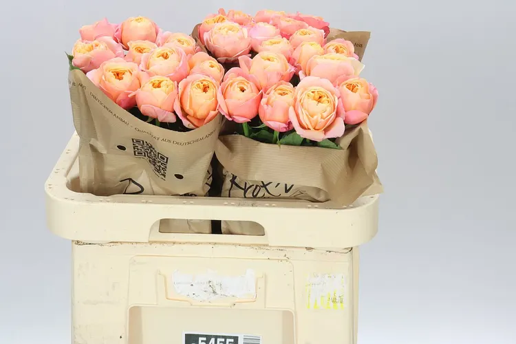 Rosa Gar Dorset 60 cm