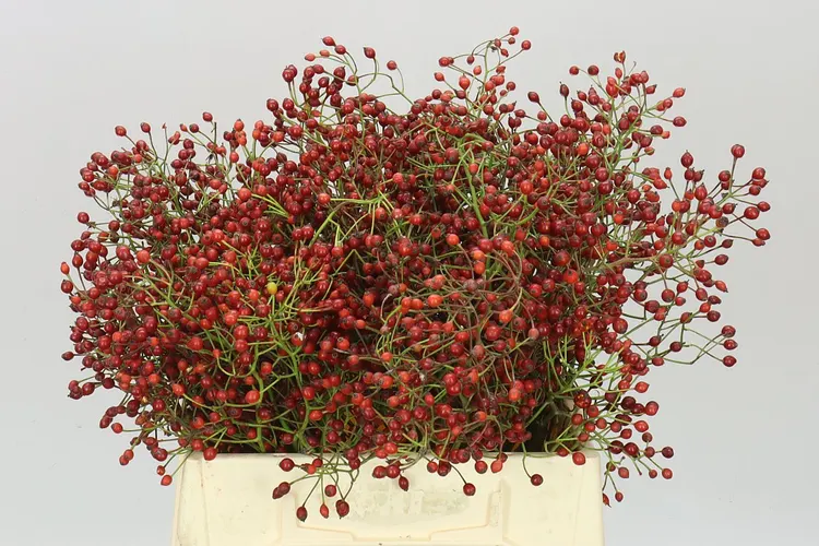 Šípky Prinsberry Fire 45 cm