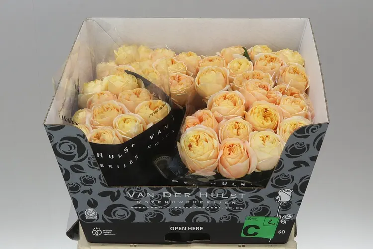Rosa Gr London Tower 70 cm