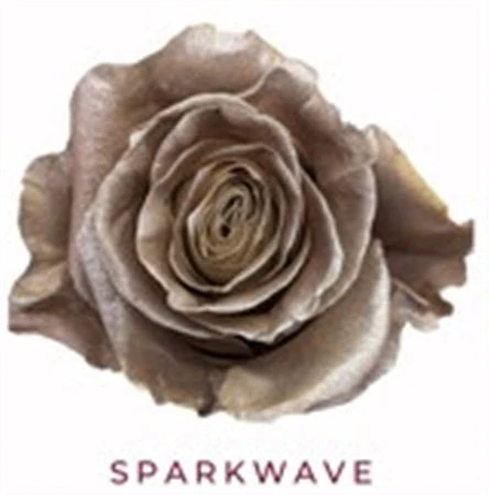 Ruža farbená Sparkwave, Ekvádor 50 cm