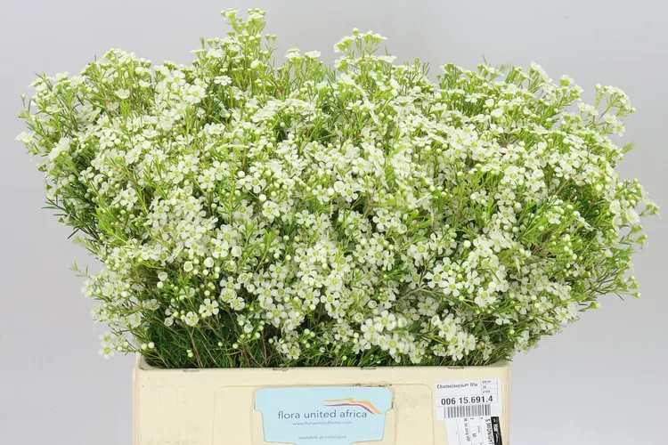 Chame Wax Ofir 60 cm