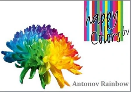 Chryzantéma veľkokvetá Rainbow mix 70 cm