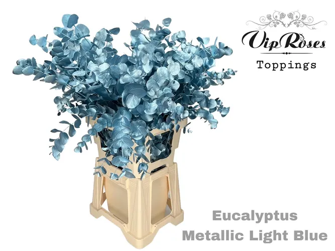 Eukalyptus Cinerea Metallic Light Blue 300gr 65 cm