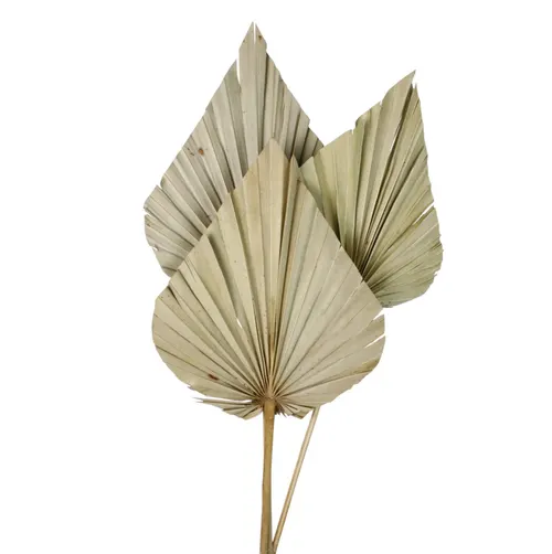 Sušený kvet Palm Spear hnedá 60 cm
